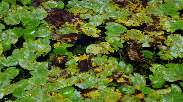 Water lilies in the Lobos River. Lobos River Canyon Natural Park, Burgo de Osma region, Soria, Castile and Le&oacute;n, Spain, Europe