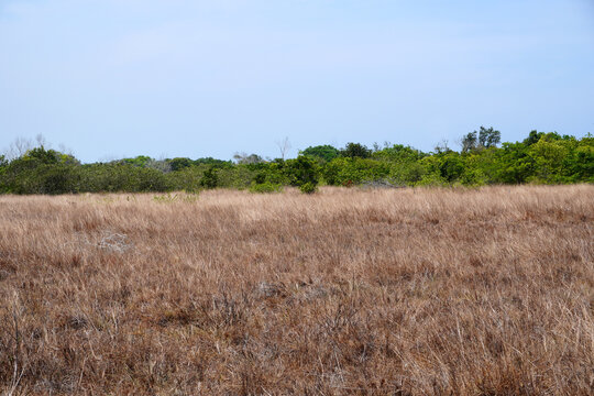 The savanna grassland of Thailand at Khao Na Yak, Phang Nga Province Thailand