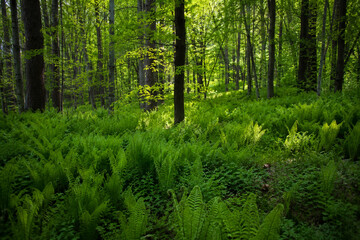 Obraz premium Realistic Spring Nature Photo of Spring Fern Forest Background