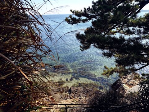 Beautiful clear blue ocean scenery with pine tree and coastal rocks