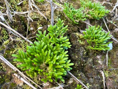 Small Selaginella plant or spikemoss growing on ground with green moss.