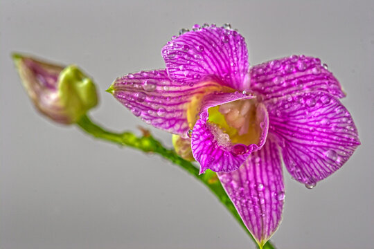 Dendrobium orchid in studio setting