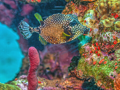 smooth trunkfish,(Lactophrys triqueter. marine, boxfish