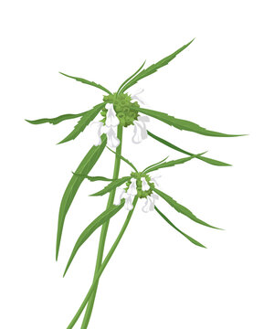 Leucas aspera, also called Thumba flower, Symbols of Onam festival in Kerala vector illustration