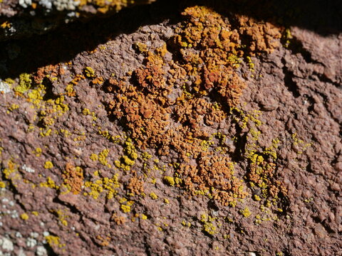 Yellow and Orange Lichens Growing on Red Sandstone Along Mesa Trail near NCAR in Boulder Colorado