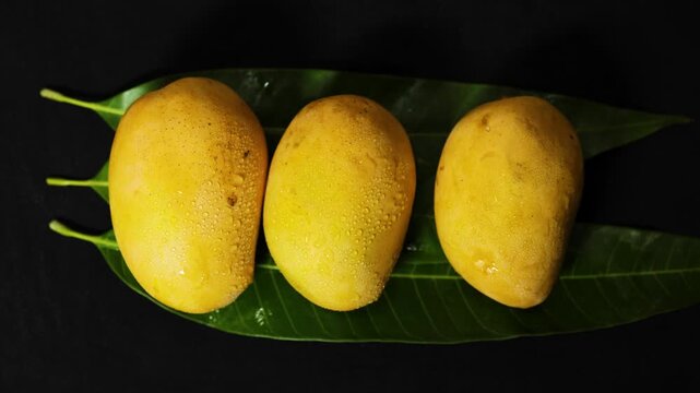 premium yellow mango collection showcasing tropical freshness and natural fruit beauty