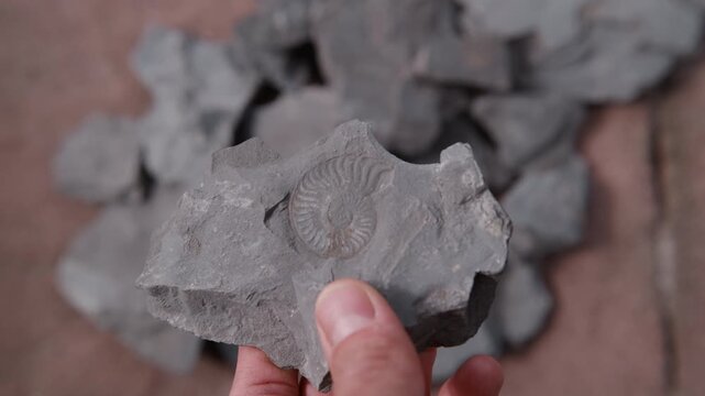 A hand holds up a slab of shale with a beautifully preserved ammonite fossil, more slate below. The rewarding moment of discovery after fossil hunting in Holzmaden, Germany &ndash; 180 million years old.