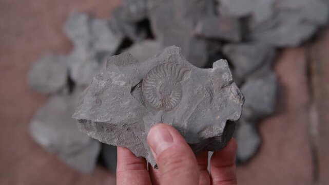 A hand lifts a slab of shale up from the pile, the camera tracking focus to keep the ammonite fossil sharp throughout. The rewarding moment of discovery in Holzmaden, Germany &ndash; 180 million years old.