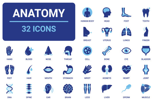 Anatomy icons set with human body parts vector