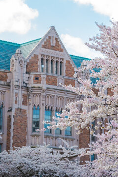 Cherry Blossoms Framing a University Building in Seattle