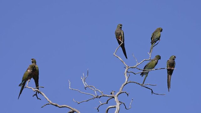 A group of burrowing parrots rests on leafless branches, silhouetted against a bright blue sky. Ideal for wildlife documentaries or educational content.