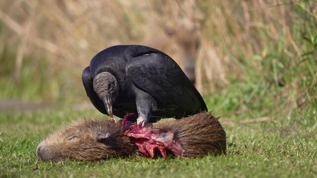 A black vulture feeds on a capybara carcass amidst grassy surroundings. The scene captures the rawness of nature and is suitable for wildlife documentaries or educational content.