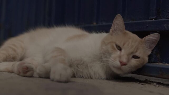 Close up view of relaxed domestic cat resting on ground near blue metal gate showing calm behavior and peaceful animal lifestyle.