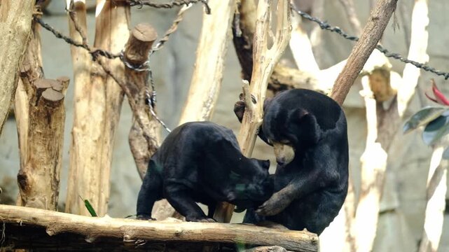 Two black Asian bears play fighting in an enclosure at the Berlin zoo