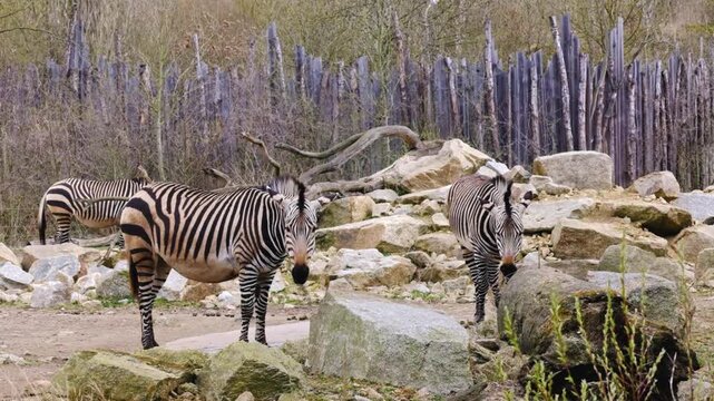 Three African zebras in an enclosure in the Berlin zoo