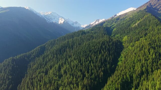 Sar Pass Trek near Parvati Valley, Grahan Village and Himachal Pradesh, India. Aerial establishing shot, flyover dense pine forest with snow covered Himalayan mountain peaks