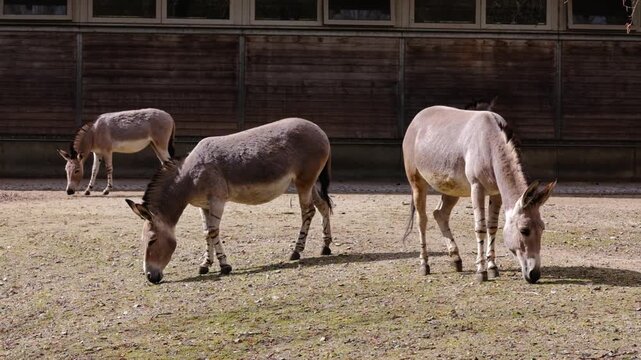 African wild Ass donkeys in an enclosure