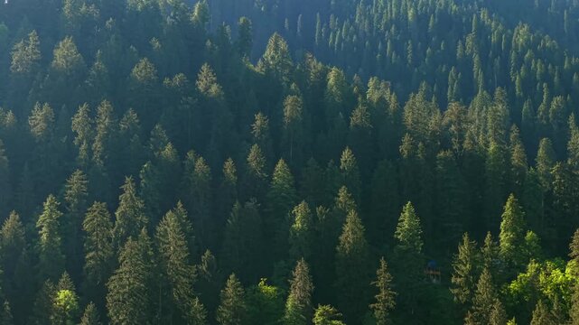 Aerial flyover pine forest canopy with sunlight covering the steep mountain slopes near Sar Pass Trek, Grahan Village, Sosan, Kasol, Himachal Pradesh, India.