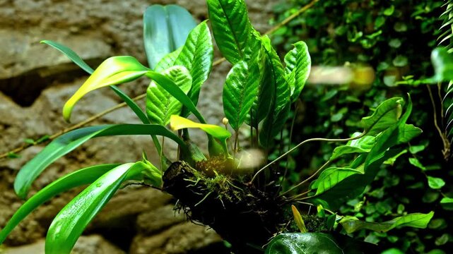 Tropical green leaves in a terrarium