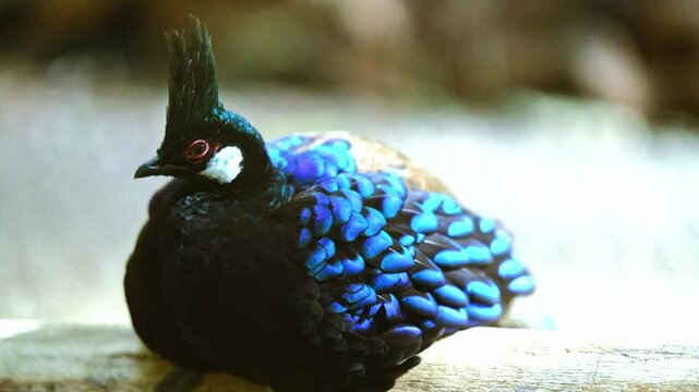 Impressive exotic bird with emerald blue feathers and a Mohawk