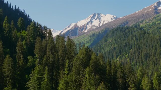 Snow covered Himalayan mountains rising above dense pine and deodar forest in Parvati Valley.
