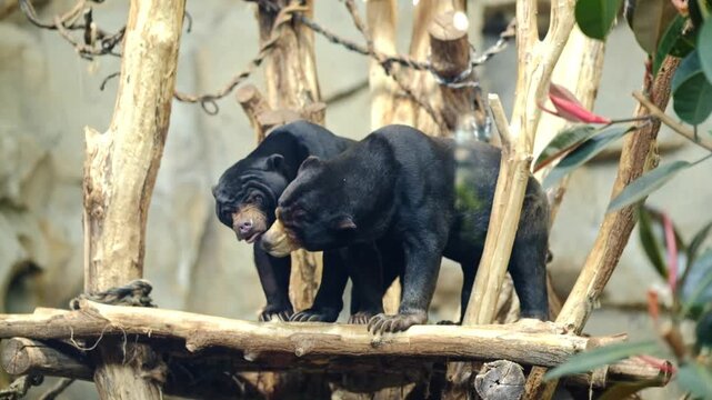 Two Asian climbing bears in a zoo enclosure play fighting