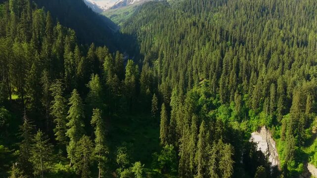 Himalayan conifer forest covering mountain valley with lush green vegetation and snow capped peaks in the distance near Sar Pass Trek, Grahan Village, Sosan, Kasol, Himachal Pradesh, India.