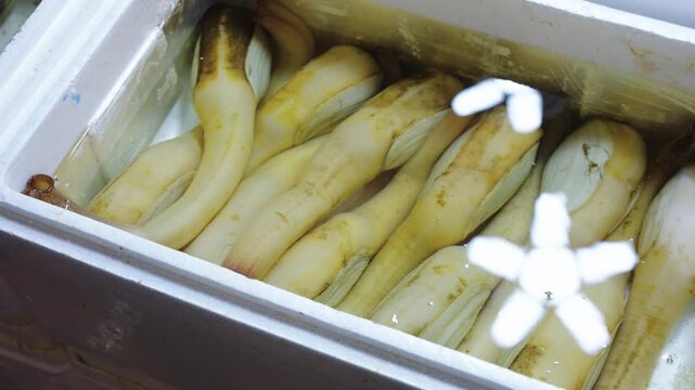 Pacific Geoduck (Panopea Generosa) in Kizu Wholesale Fish Market, Japan