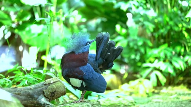 Exotic blue bird grooming it's feathers in a lush and green jungle