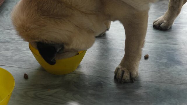 Funny pug dog picking up dropped kibble and eating dry food from a yellow bowl. Close up of a cute domestic pet having its meal on the floor.
