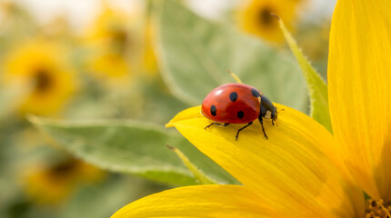 Fototapeta premium Macro shot of a ladybug on a yellow flower petal