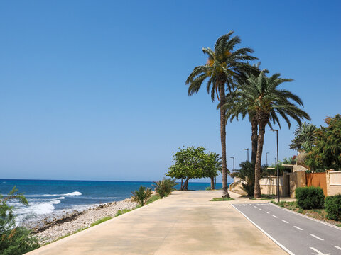 Sunny palm trees in a green park in Alicante, Spain