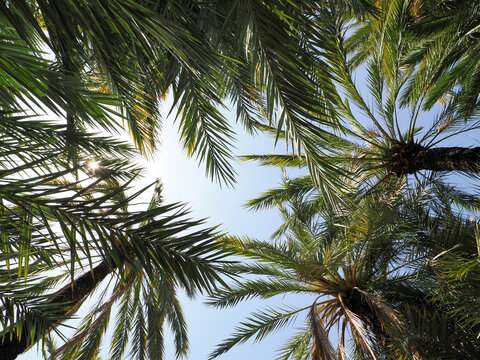 Sunny palm trees in a green park in Alicante, Spain