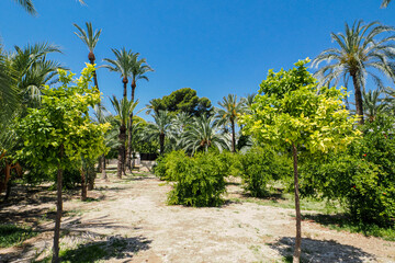 Fototapeta premium Sunny palm trees in a green park in Alicante, Spain