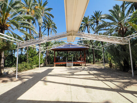 Sunny palm trees in a green park in Alicante, Spain