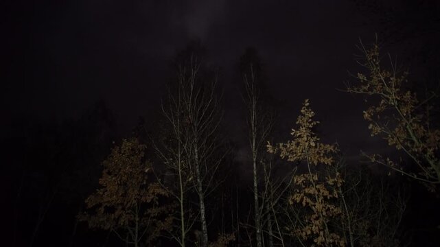 Night time shows trees against a dark sky with clouds moving in the background through different views and angles.