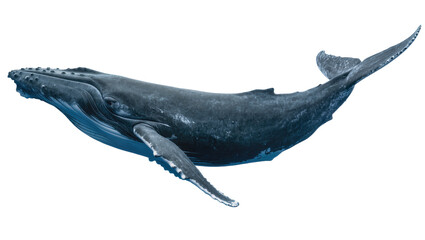 Humpback whale swimming detailed skin texture, pectoral fins extended © Ophelia
