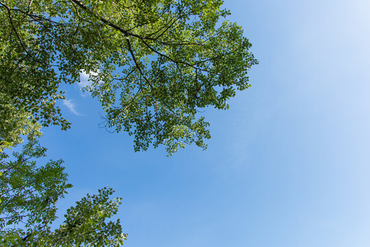 Bright green leaves are seen against a clear blue sky with some clouds on a sunny day in a natural setting