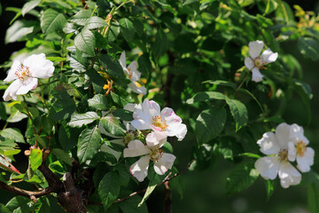 Fototapeta premium White rose hip flowers grow on green leaves in a garden during spring under bright sunlight
