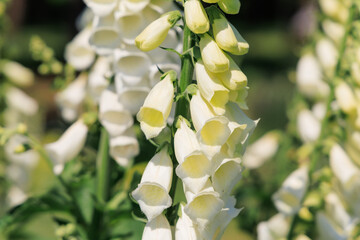 Blossoms of foxglove flowers in a garden during sunny weather in springtime © ir1ska