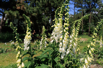 Flowers foxglove bloom in a garden under sunlight while a person walks in the background during a clear day © ir1ska