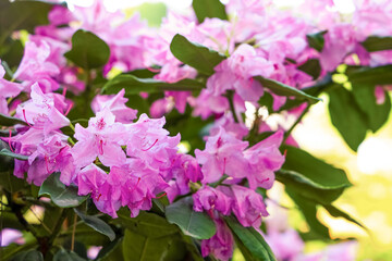 Naklejka premium Rhododendron flowers bloom in a garden during the spring season with bright colors and natural greenery surrounding them