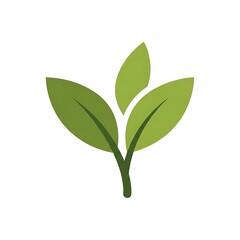 Fototapeta premium Single green leaf on white background isolated.