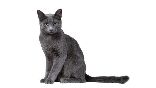 Russian Blue cat sitting with green eyes