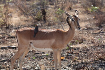 impala antelope in Kruger national park © Ian