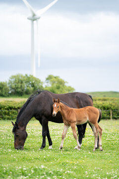 mares & foals, horse in field, equestrian, freedom, nature, animal, wildlife, outdoor