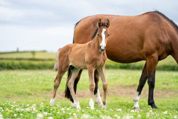Obraz premium mares & foals, horse in field, equestrian, freedom, nature, animal, wildlife, outdoor