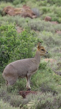 4K 30fps vertical video of a klipspringer (Oreotragus oreotragus) chewing cud in typical Nama-Karoo habitat near Beaufort West, Western Cape, South Africa, showcasing this agile African antelope.