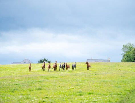 mares & foals, horse in field, equestrian, freedom, nature, animal, wildlife, outdoor
