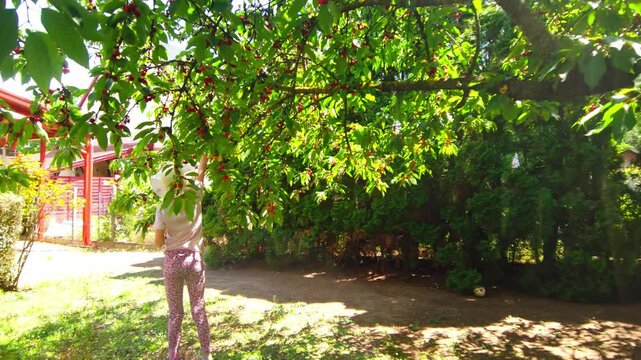 Outdoor wide tracking shot captures a young girl wearing a straw sun hat as she stands beneath a large cherry tree picking fresh red fruit from branches on a sunny day in a backyard garden.